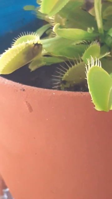 охота Кусачки Dionaea muscipula