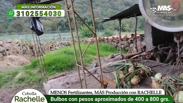 Semillas de Cebolla RACHELLE: MENOS Fertilizantes, MAS Producción || 3102554030 MAS SEMILLAS
