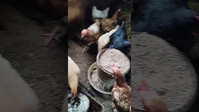 курочки в курятнике