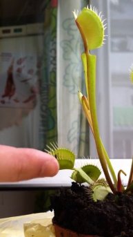 Первый завтрак мухоловки