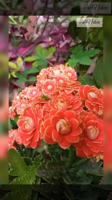 just beautiful😍❤ @we&Nature6640