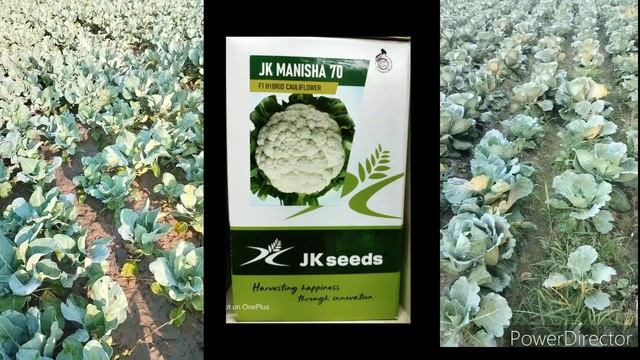गोभी की खेती। नवम्बर दिसम्बर में।।navember december cauliflower variety।।gobhi ki kheti kisme