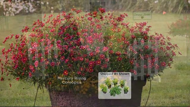 Cottage Farms 6-piece Butterfly Garden Collection with Alberti Popaj