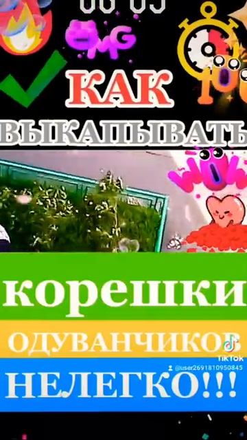 Как ВЫКАПЫВАТЬ корешки ОДУВАНЧИКОВ?!