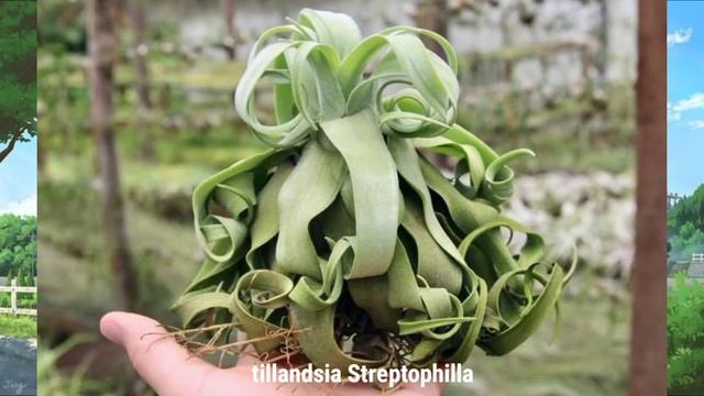 Unik !!!! tanaman ini tidak butuh media tanam #airplants #rareplants #tanamangantung