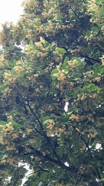 Сезон обильного цветения липы в Сербии