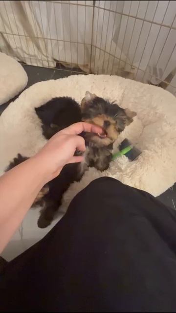 VID-20250216-WA0001.mp4