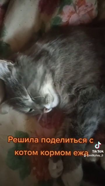 Жадный ёж Милки