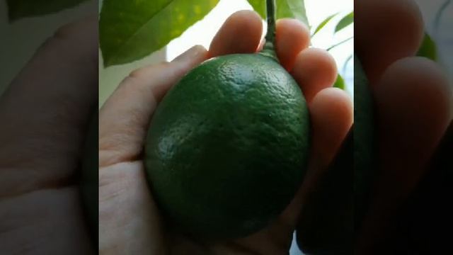 Экзотика в Сибири 🍊🍊🍊