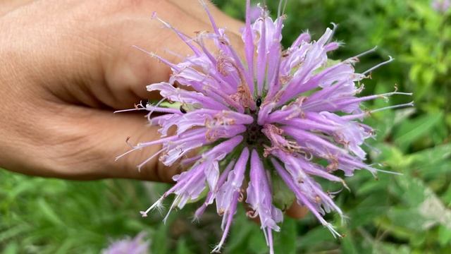 Forage Wild Monarda Beebalm For Its Many Uses