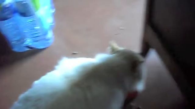 Chat glouton intelligent