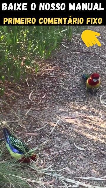 Qual é o tamanho de uma Rosela?