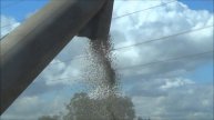 Combine harvesting peas.Part 1
