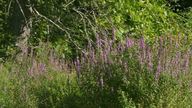 Lythrum Salicaria   Purple Loosestrife