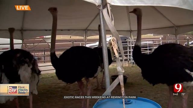 Exotic Races Come To Remington Park