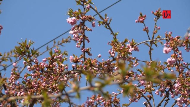 Перші сакури зацвіли в Ужгороді