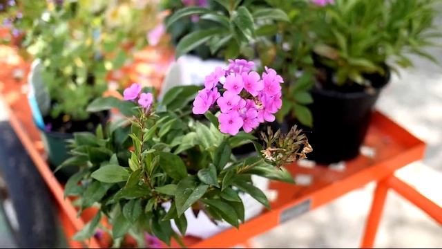 Hummingbird Attracting Plants