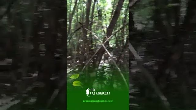 Explorando os Problemas Ambientais da Leucena!