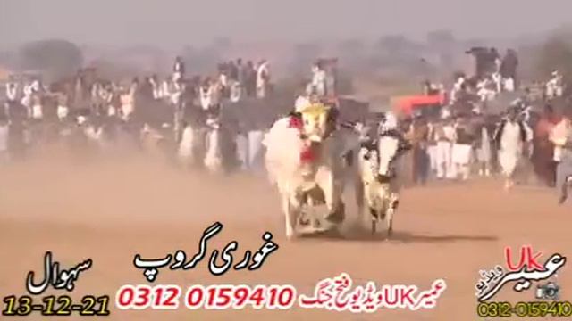bull race in pakistan /shawal 13-12-2021/
