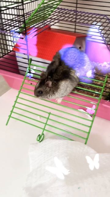 Сима