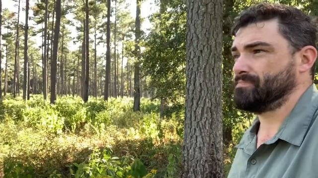 Pine plantations restored to savannas