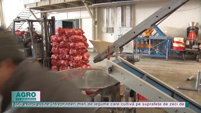 Producătorii de cartofi au importat mai puține semințe de elită – AGRO TV News