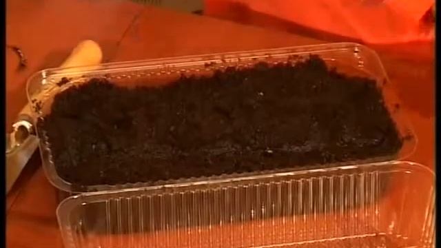 Как сеять Болгарские перцы