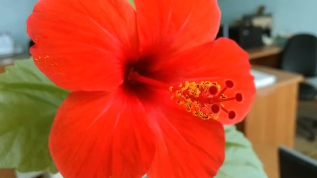 Beautiful red  flower - China Rose