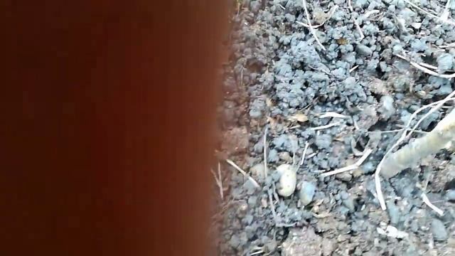 Орех распускает листочки