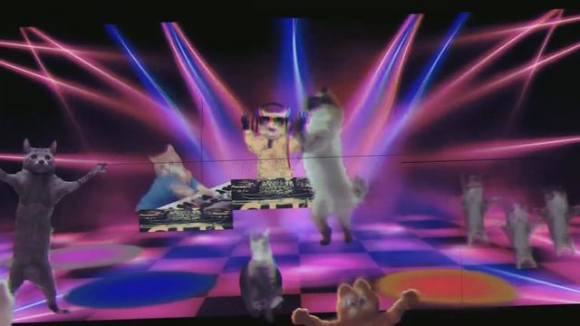 cats in the club