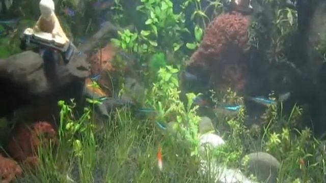 aquascape in 200 liter : the heaven path of monk
