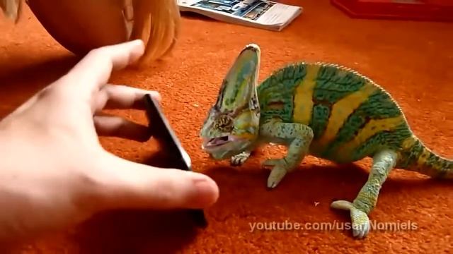 Хамелеон испугался IPhone