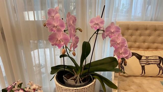 大舌头蝴蝶兰，超大型【蝴蝶兰档案12】 Phal. Yu Pin Easter Island （静姐蝴蝶兰）
