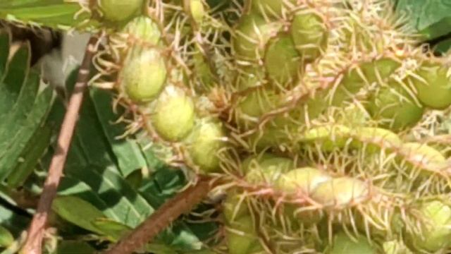 Magic, Shame, Shy Plant, लाजवंती, छुईमुई के फायदे, Benefits, treats Hydrocele, Prolapse etc. Mimosa