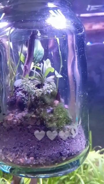 FOREST inside GLASS! 😍😱😍| #terrarium #natureaquarium #naturelovers #aquarium #plantedtank #shorts