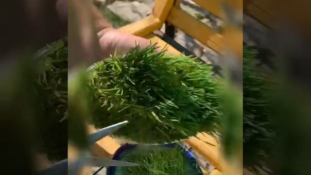 Пророщенная пшеница. Здоровое питание #всочиумаши