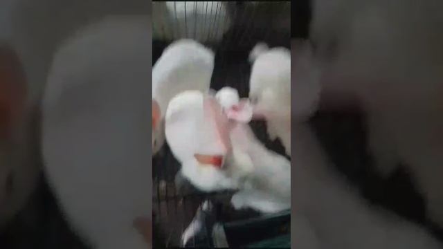 ДмитрийОлеся кролики.mp4