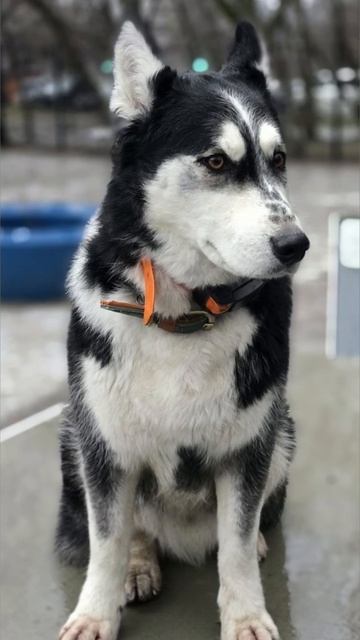 Хаски Дик позирует)