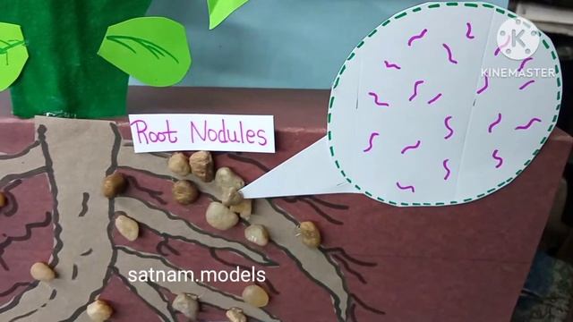 Root nodule of leguminous plant model || plant biology model || bio model for school