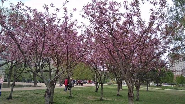 ПИТЕР,САКУРА 16.05.23.