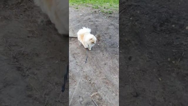 Не хотим спускатся с горки  #шпиц#боня#хочетвпарк