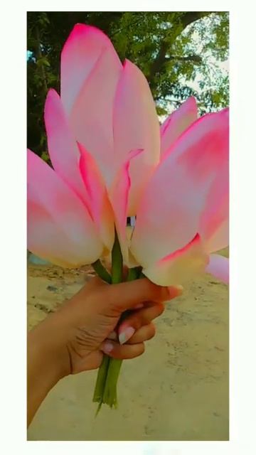 Nature love /Lotous flower