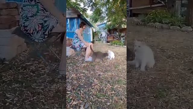 Дресеровка тигров