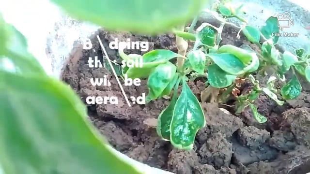Aerate your soil with the help of Trowel (Khurpi) to keep your Plants healthy.🌿🌿