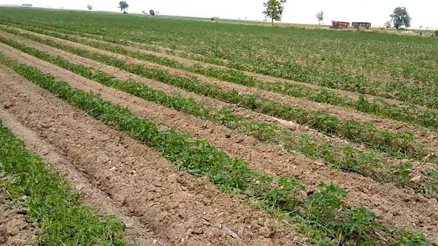 Sanayi Domatesi İlaçlanması (Tomato Medication) BURSA/KARACABEY