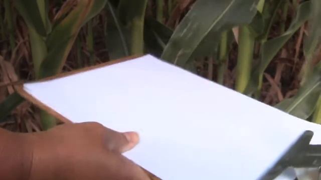 Scouting for Two-spotted Spider Mites in Field Corn