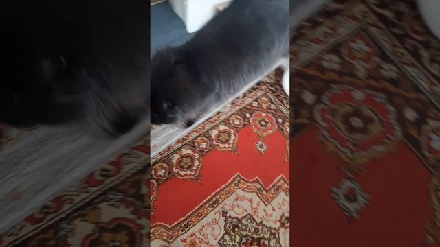 16-02-2025 Умный кот