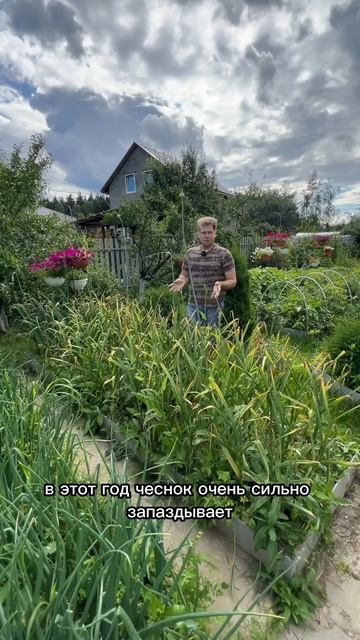Как понять, что пора выкапывать чеснок ?