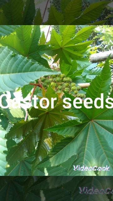 Castor seed&leaf#short #viral #shortsvideo .