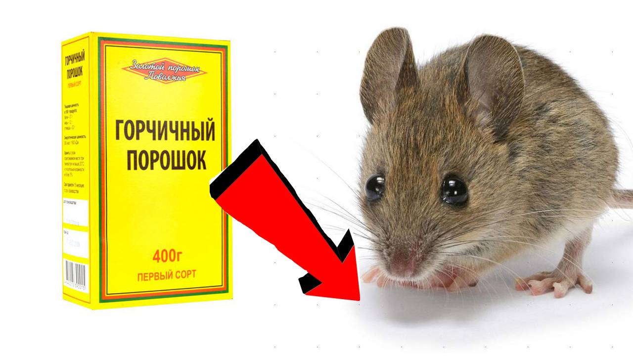 Как избавиться от мышей За 3 Секунды...!!!...